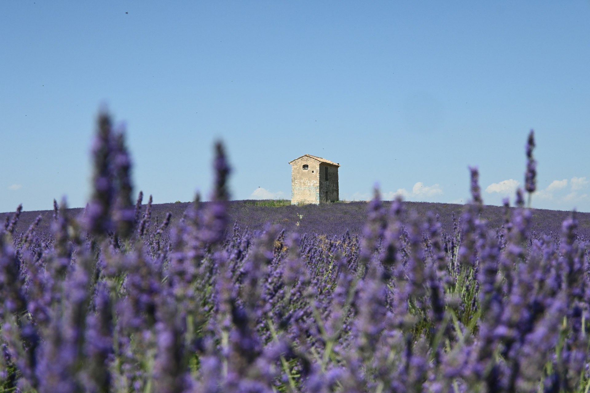 a field of lavender flowers with a building in the background