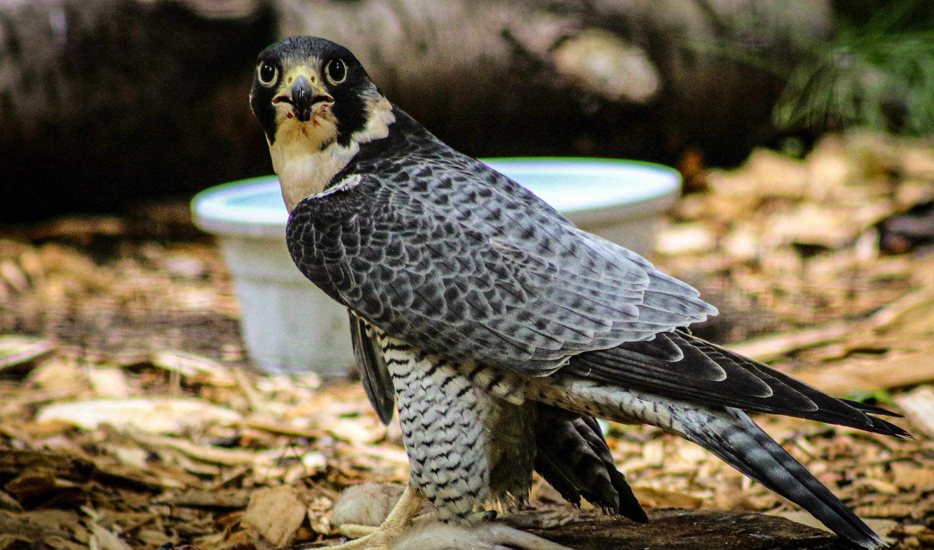 A peregrine falcon is looking straight at the camera.