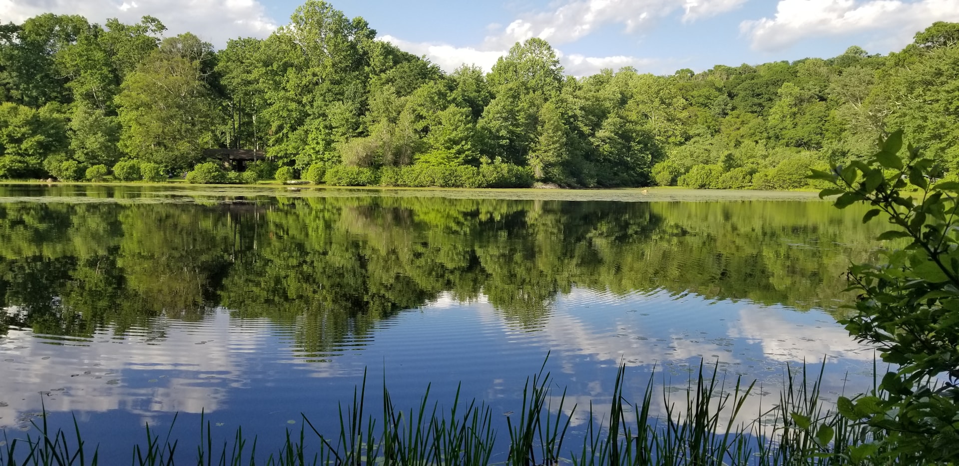 green trees beside river during daytime