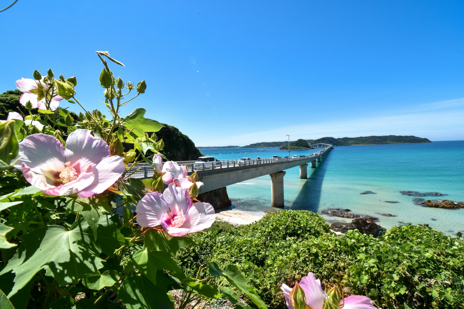 pink flowers on green grass near body of water during daytime