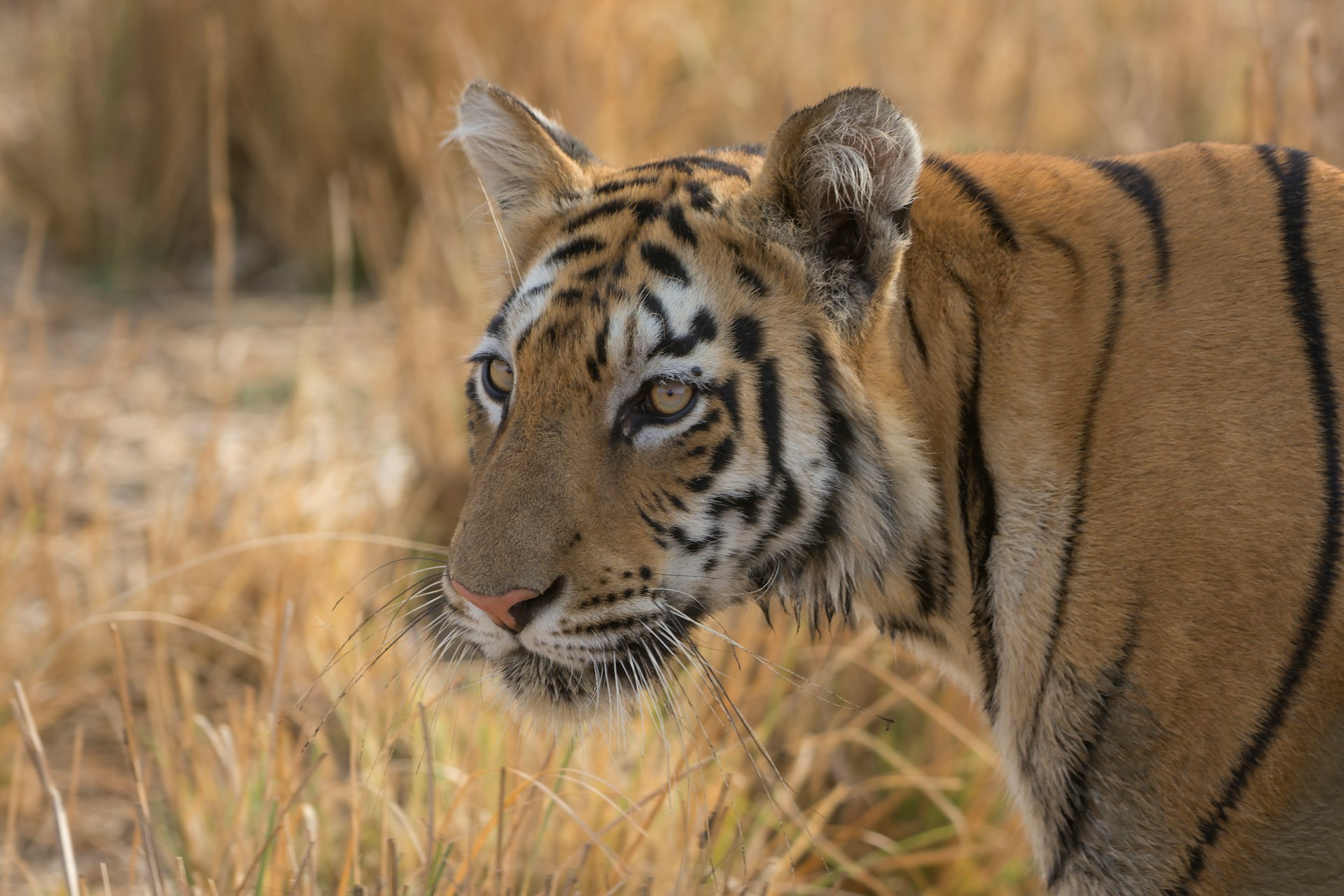 tiger walking on brown grass during daytime