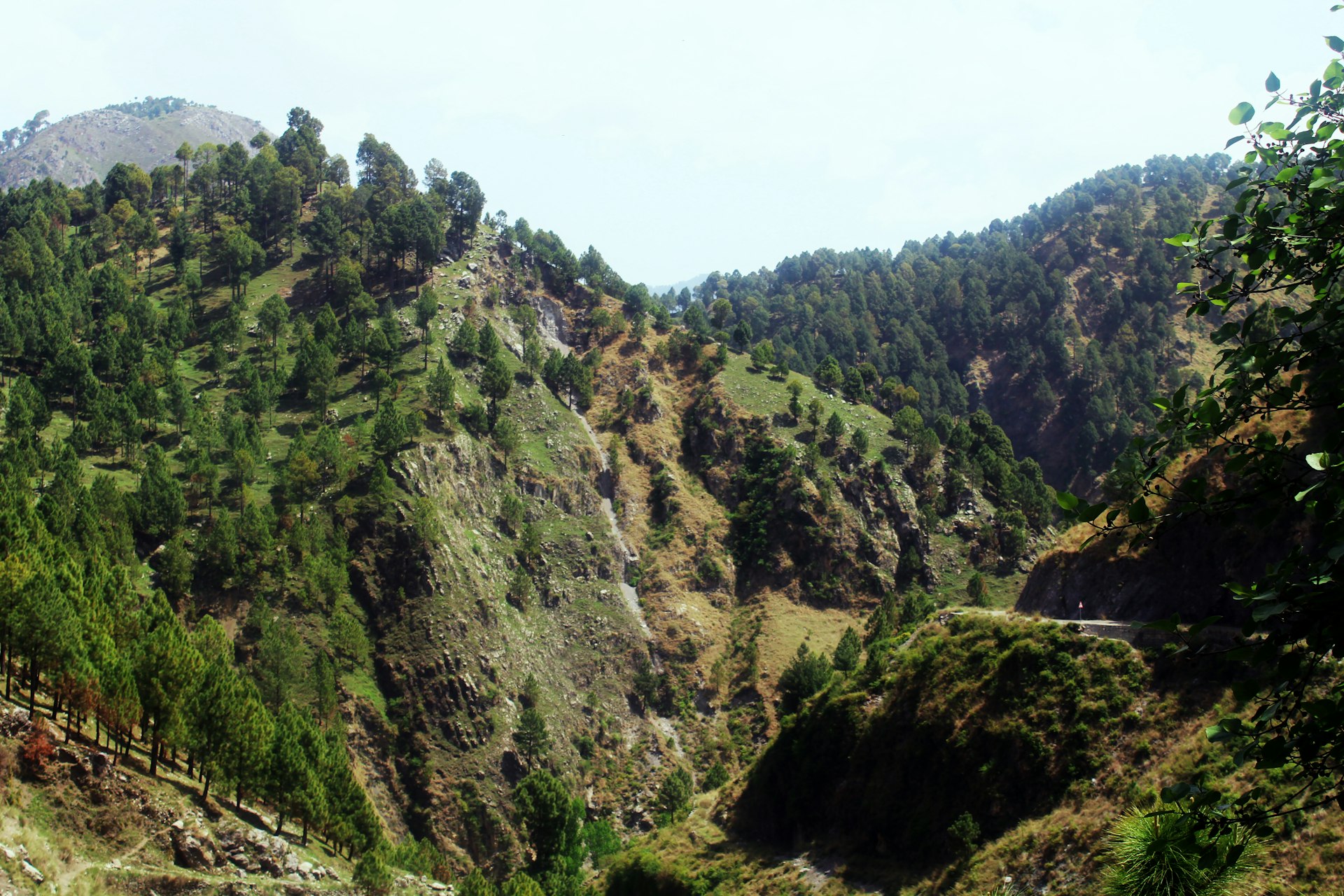 Mountains are covered in trees.