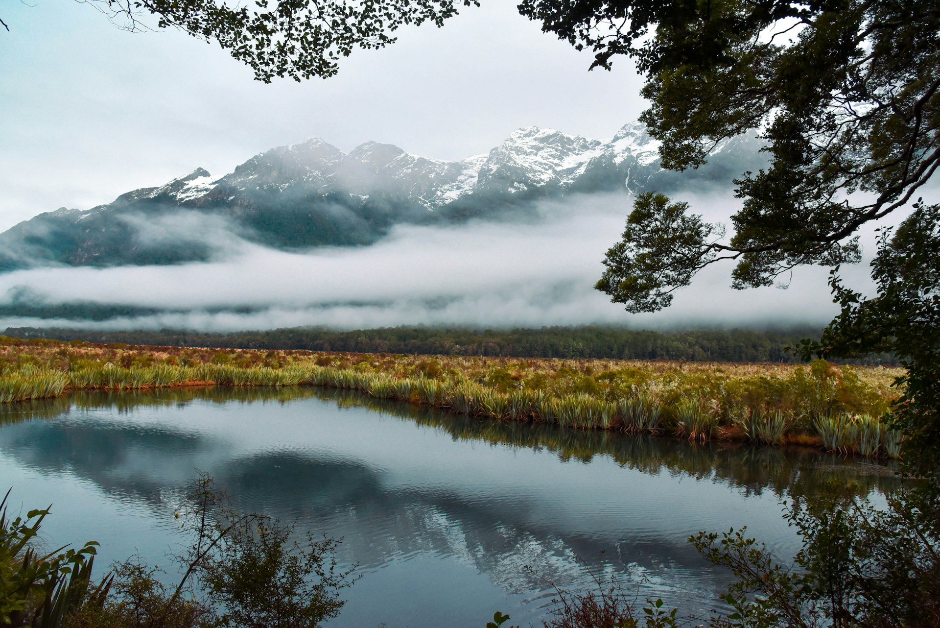 a body of water surrounded by a forest