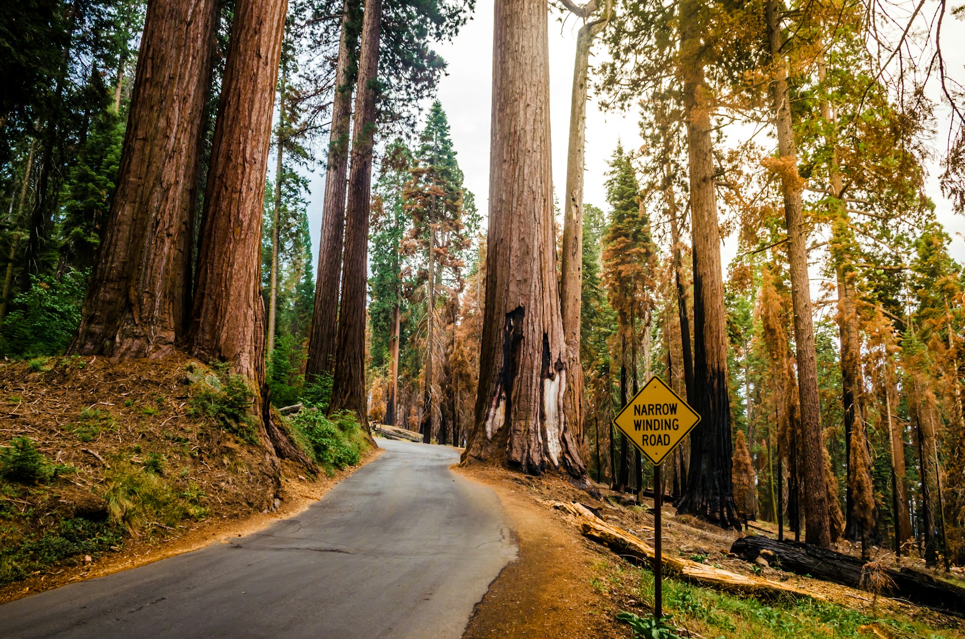 a road in the middle of a forest with trees