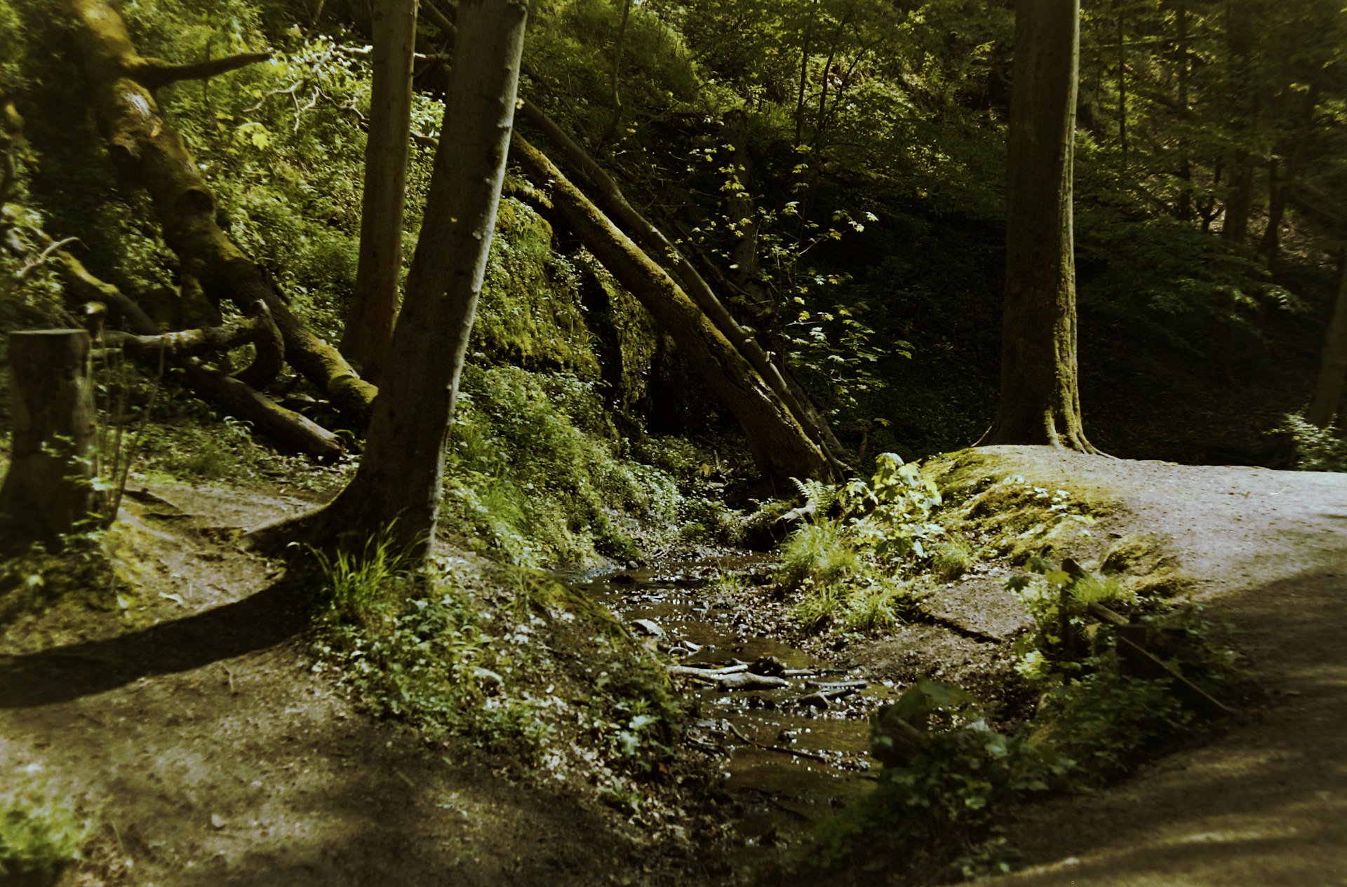 a dirt road in the middle of a forest