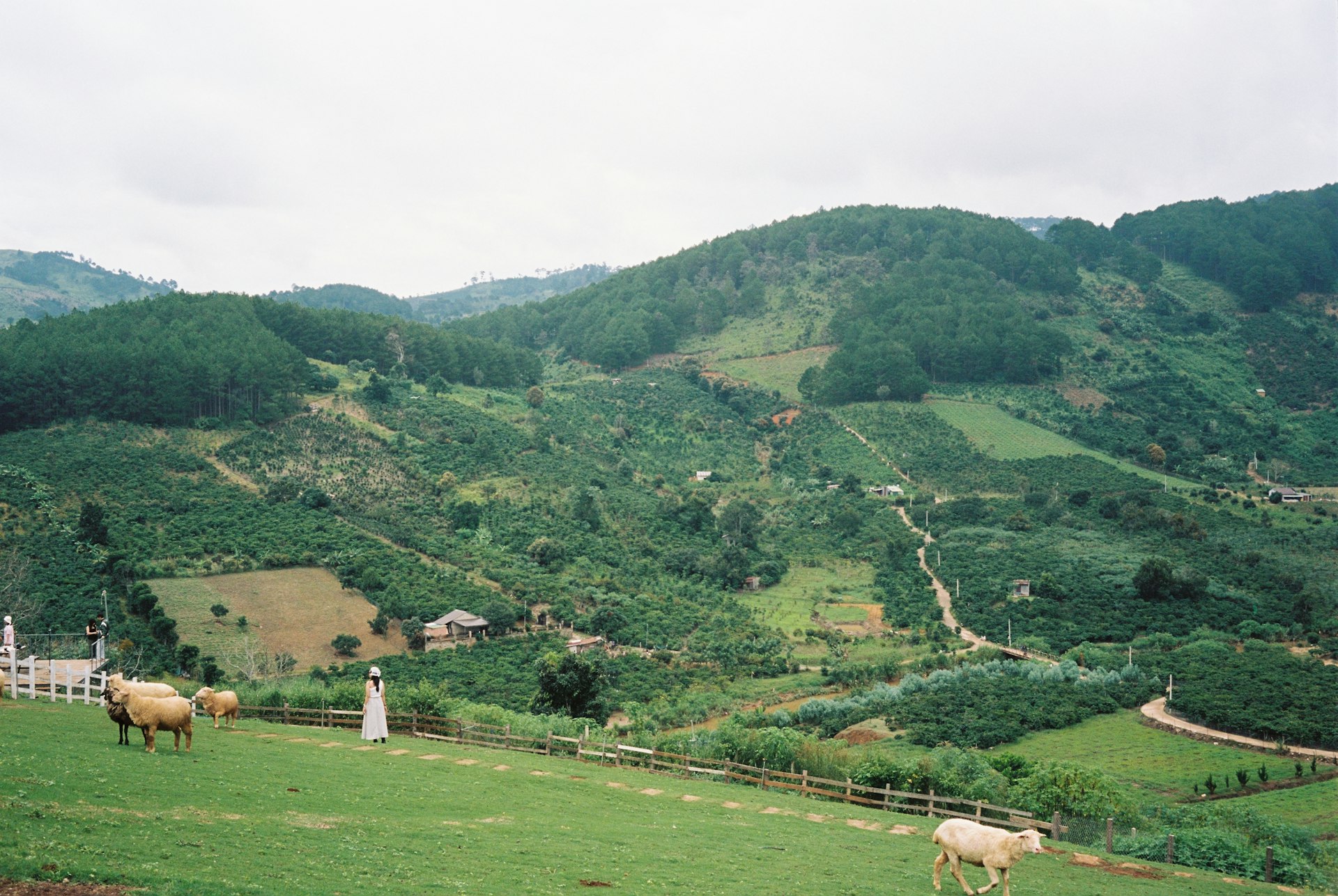 A herd of sheep grazing on a lush green hillside