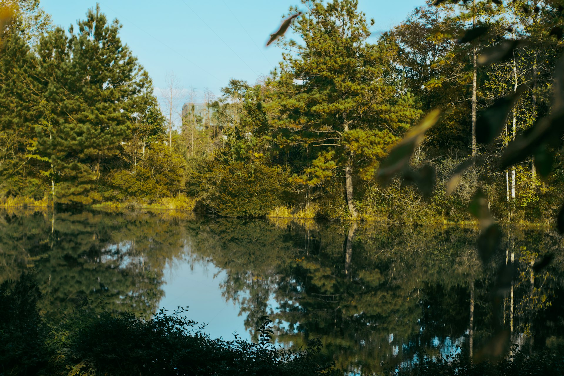 A body of water surrounded by lots of trees