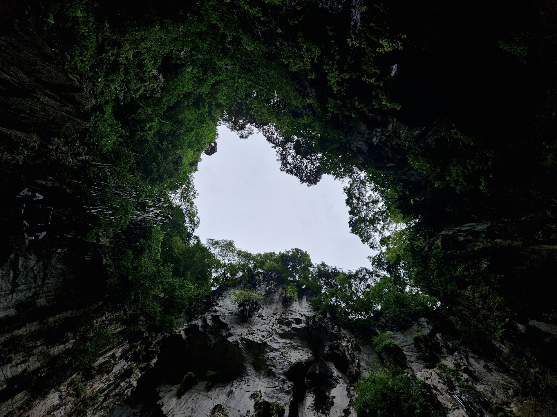 a view of a forest looking up into the sky
