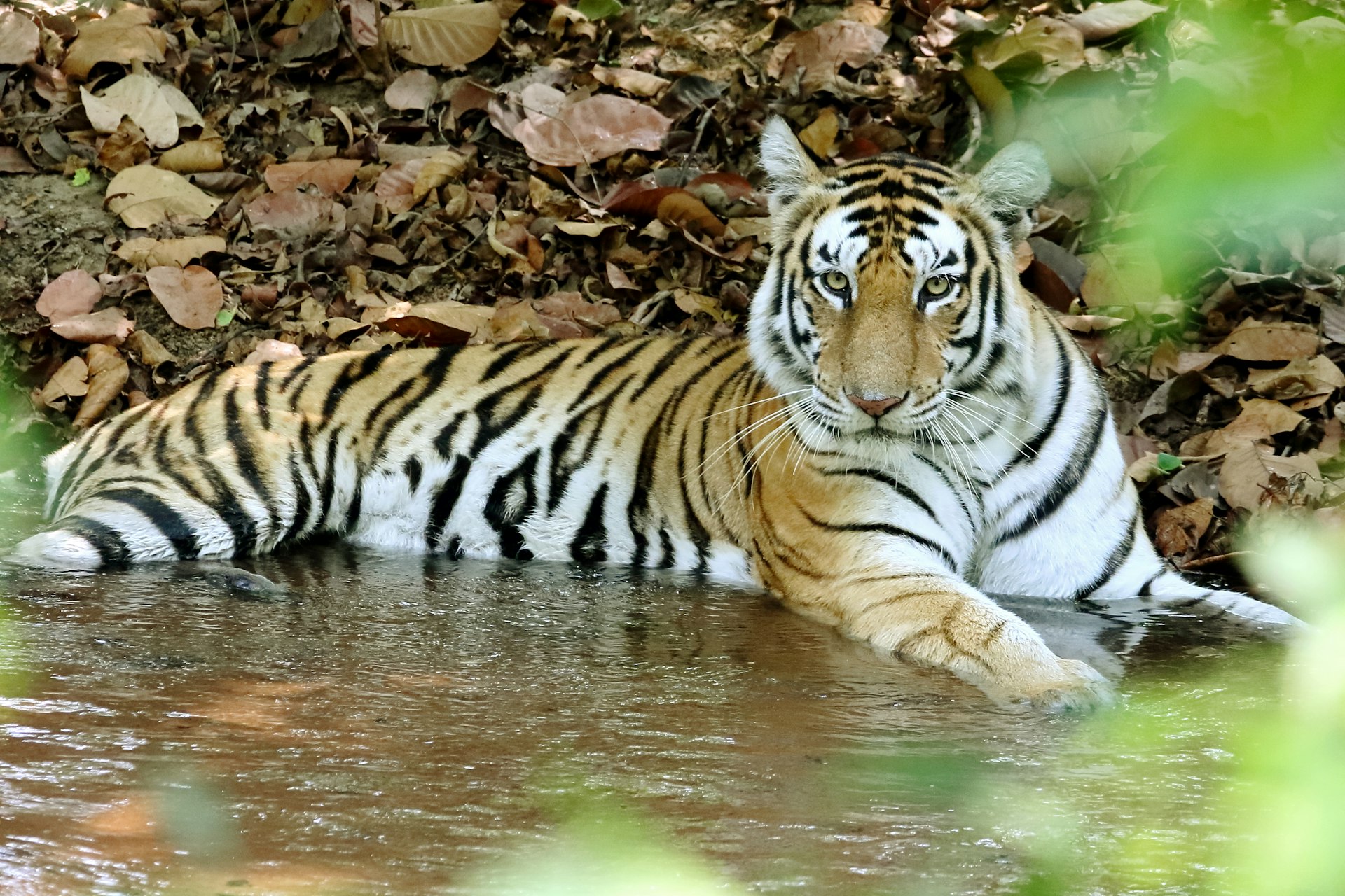 A tiger laying in a body of water