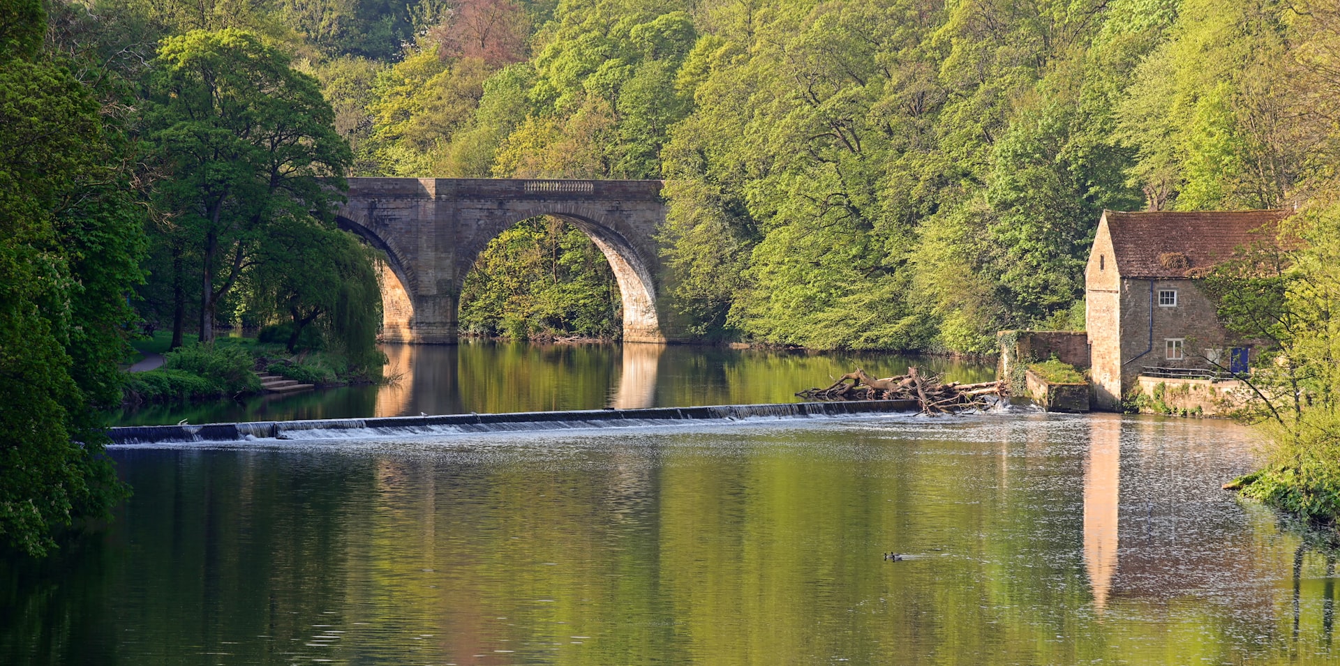 green trees beside river during daytime