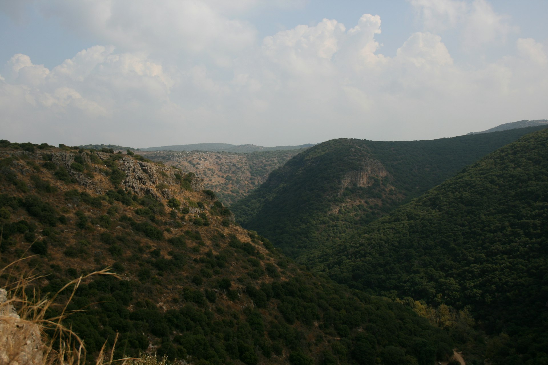 mountain cover with trees photograph