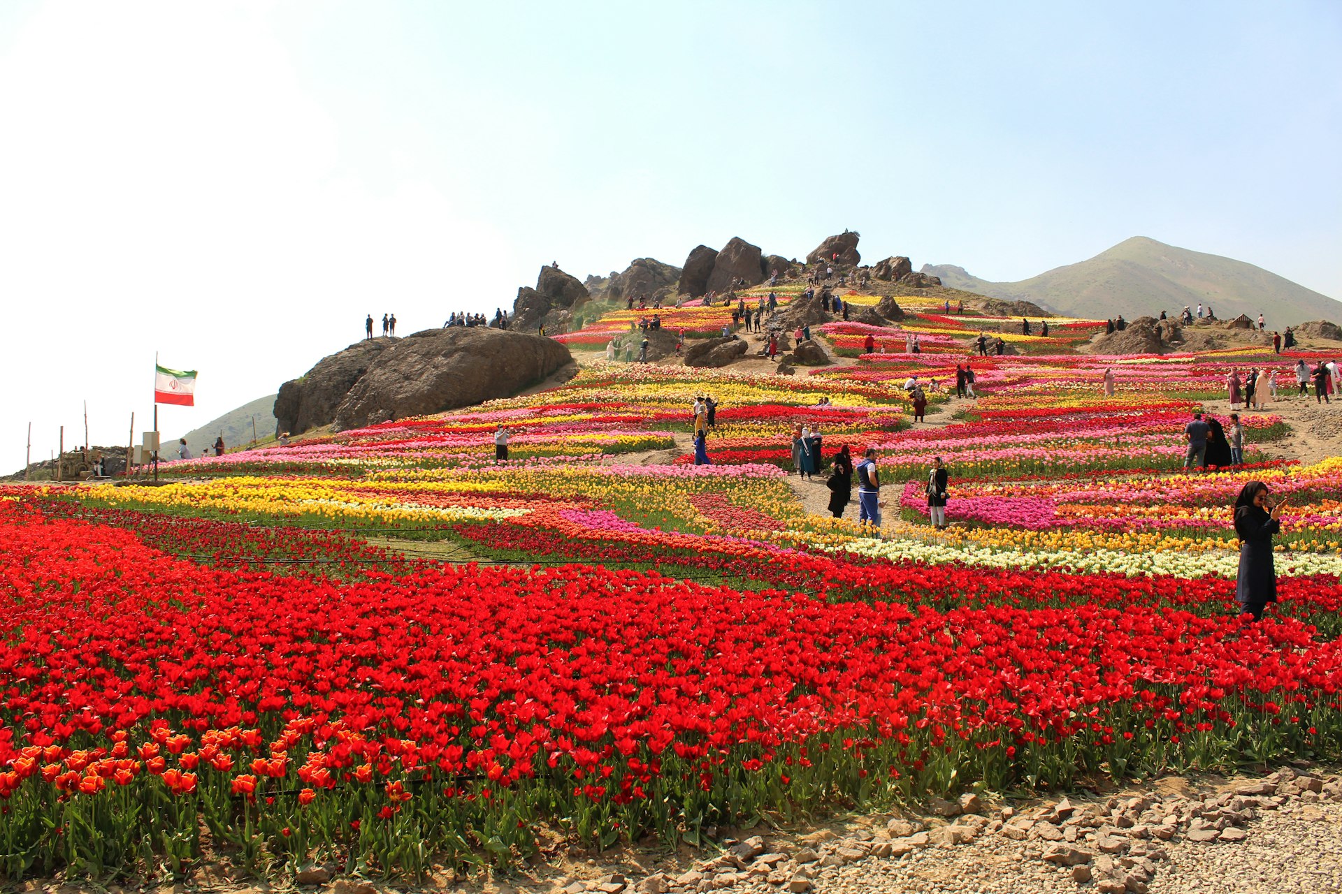 people walking on red flower field during daytime