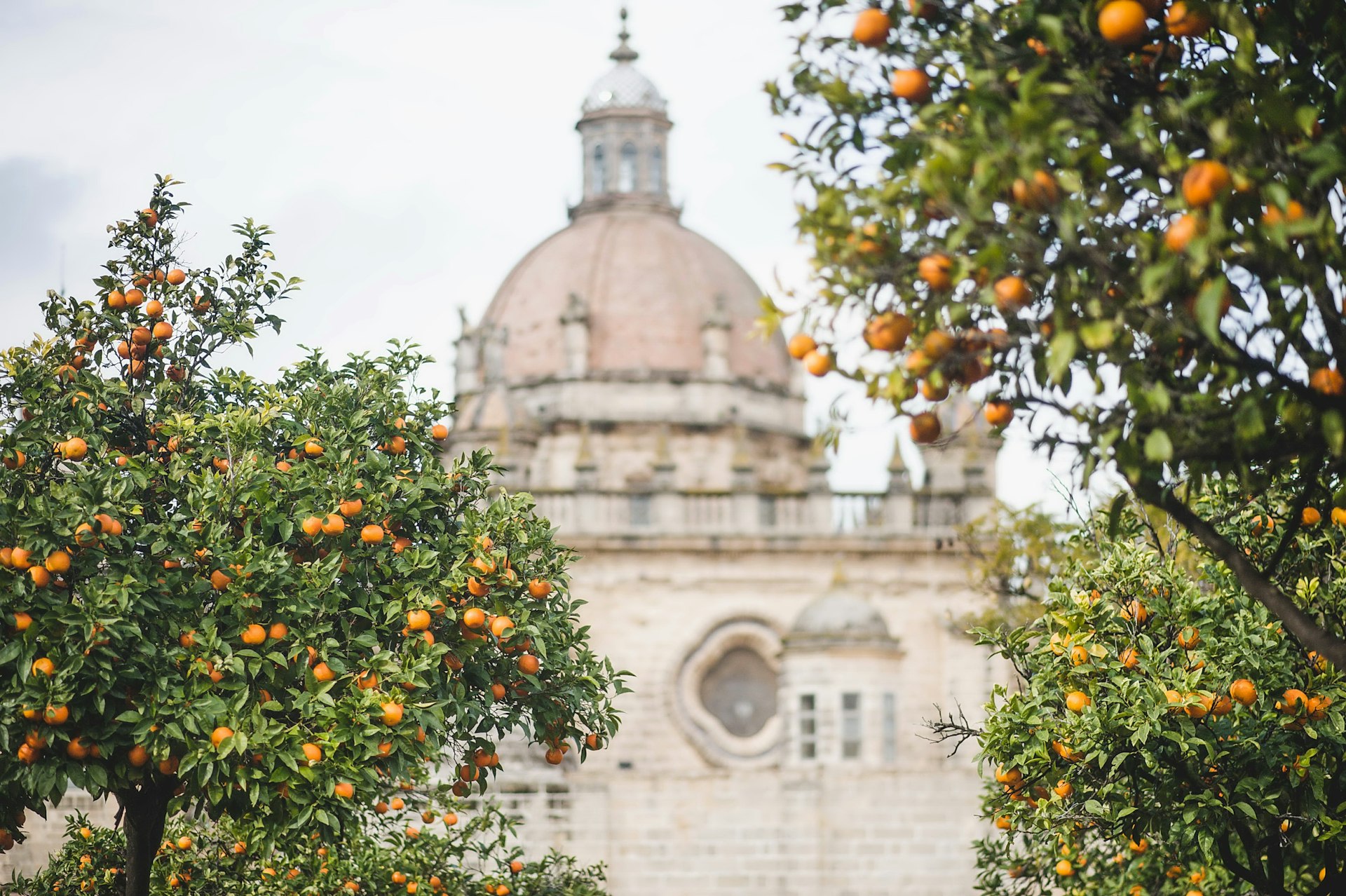 orange trees in front of a building with a dome