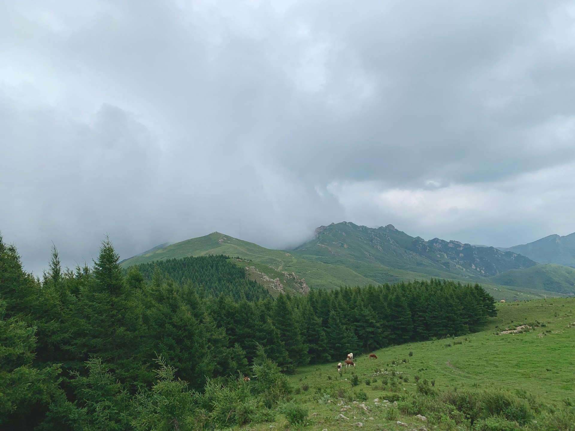 a group of animals grazing on a lush green hillside