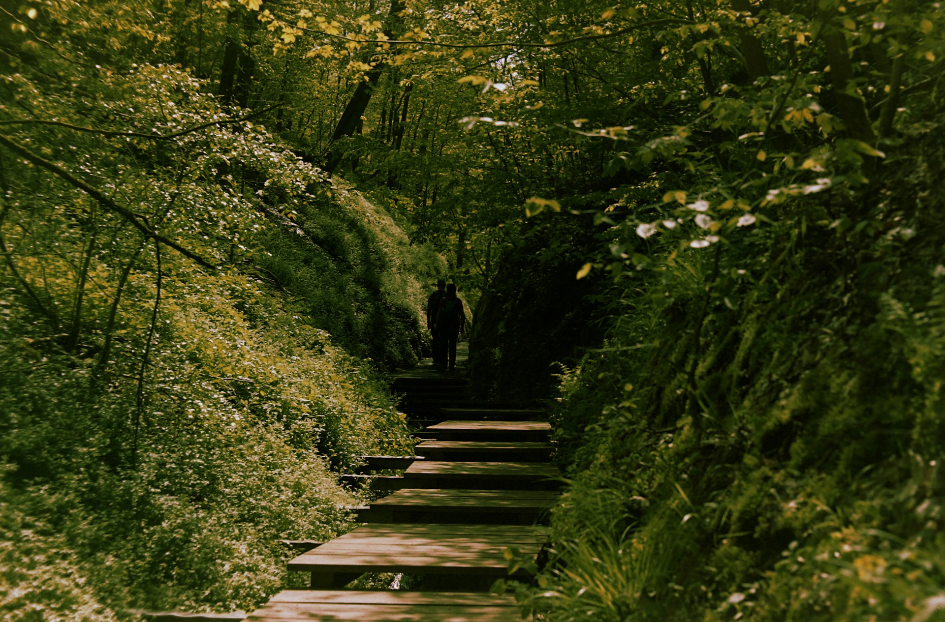 a person walking down a path in the woods