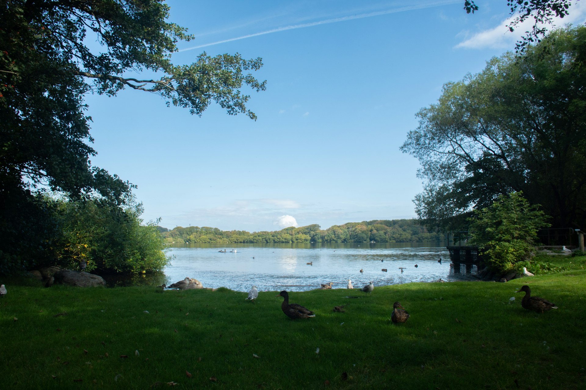 a group of ducks sitting on top of a lush green field