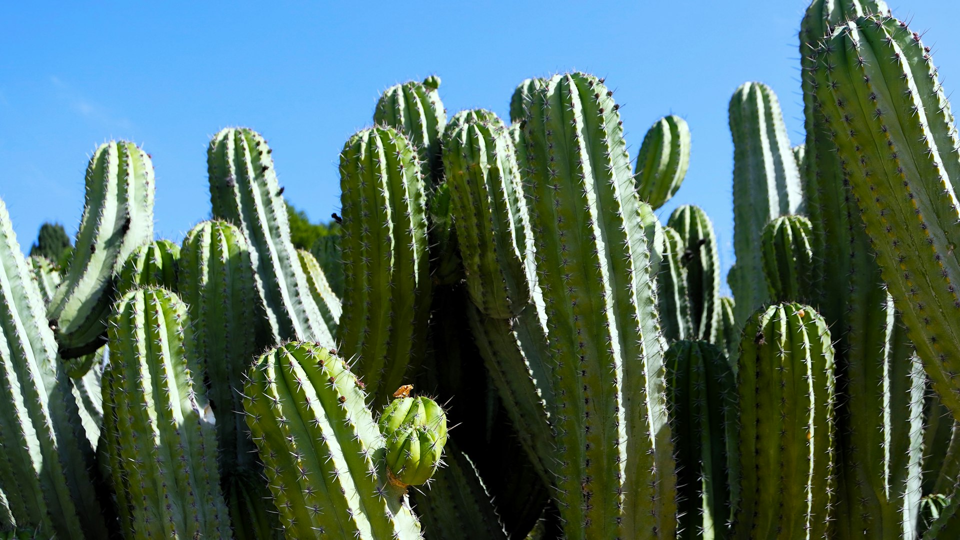 a large group of green cactuses in a field