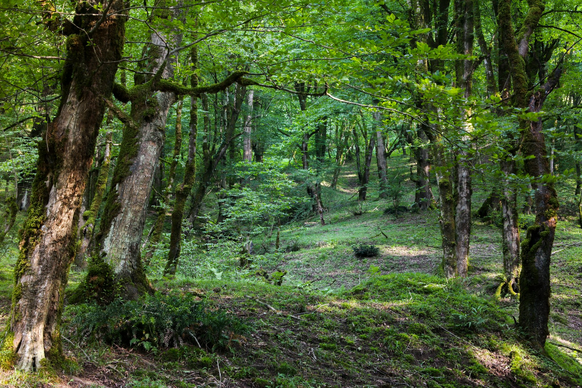 green trees on green grass field during daytime