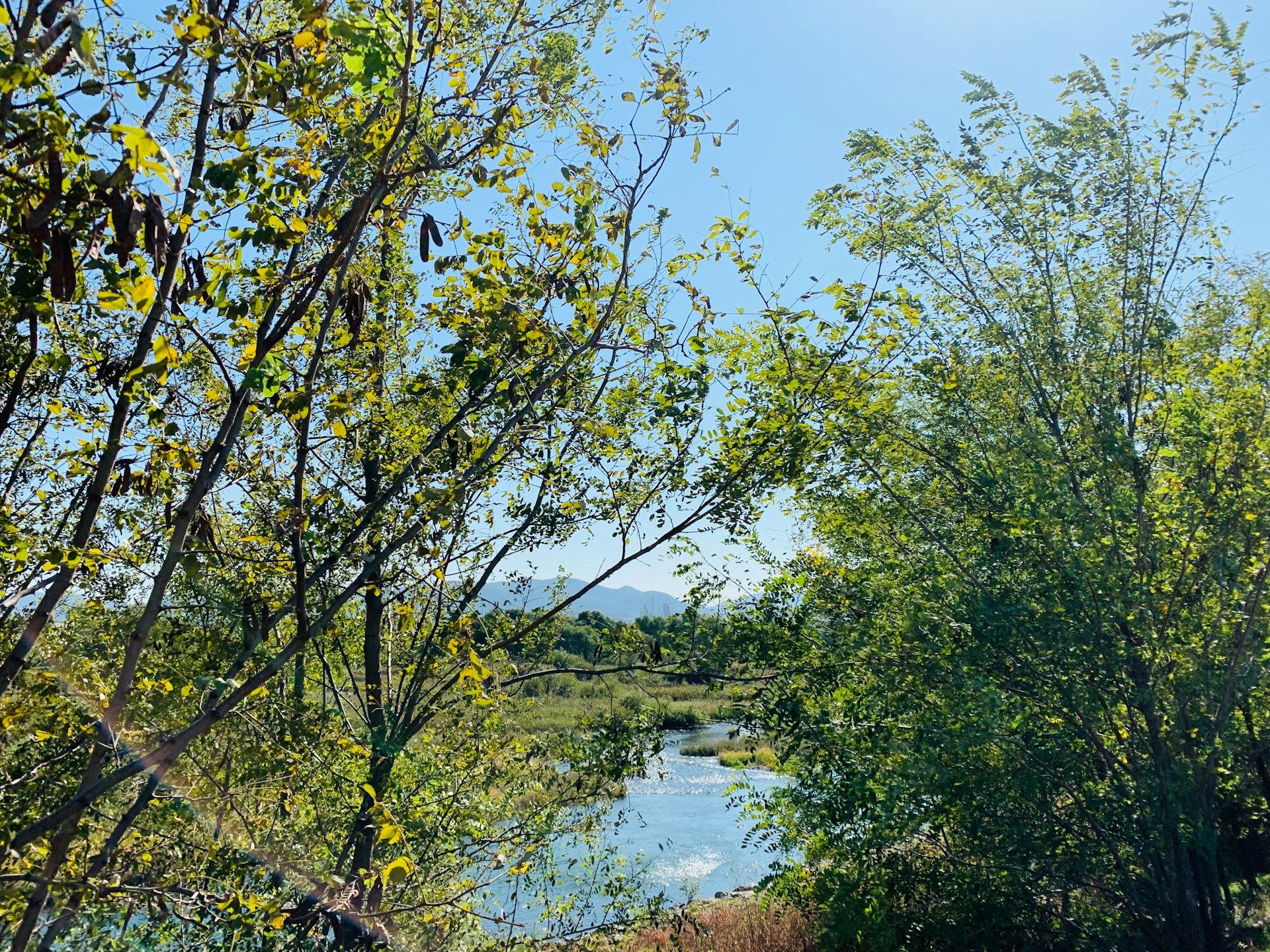 green trees beside river during daytime