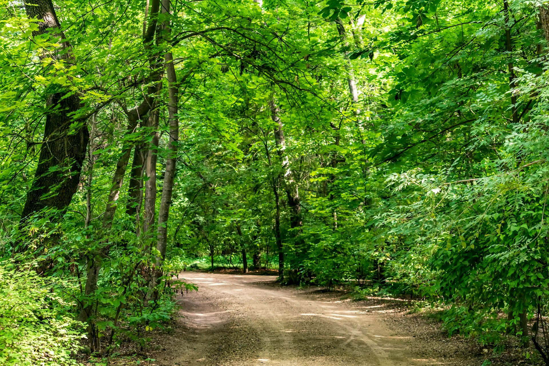 a dirt road in the middle of a forest