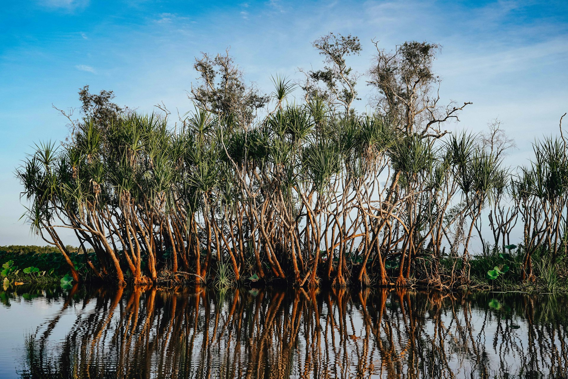 green trees on body of water during daytime