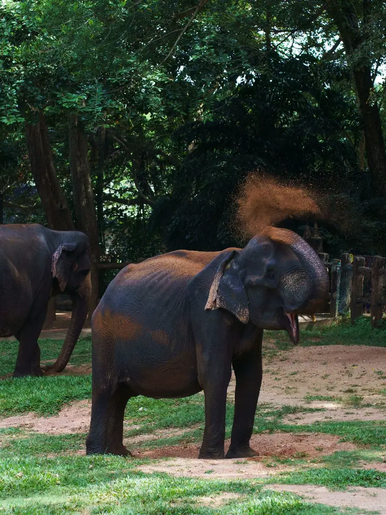 unsplash_R7QSn5dn6Ok_Pinnawala .webp