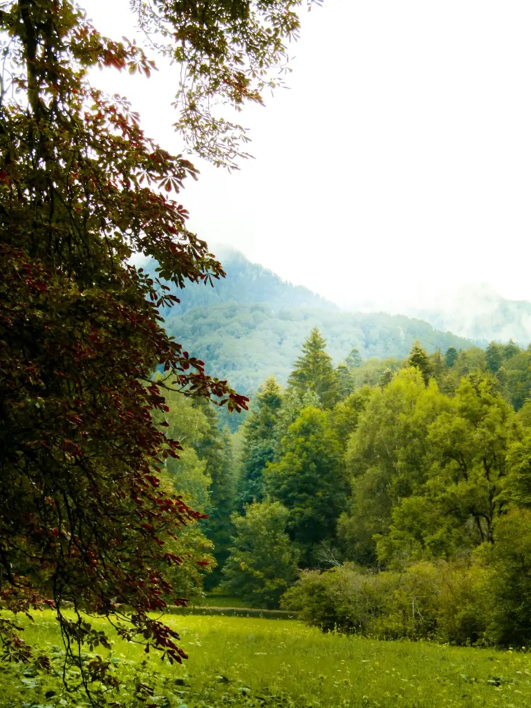 unsplash_HuA6j9oClH0_SINAIA .webp