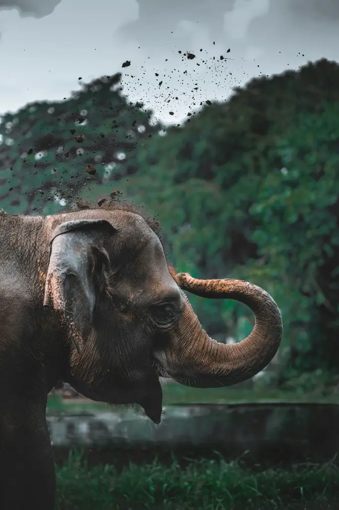 unsplash_cbNVRnlntZ8_Pinnawala Elephant Orphanage.webp