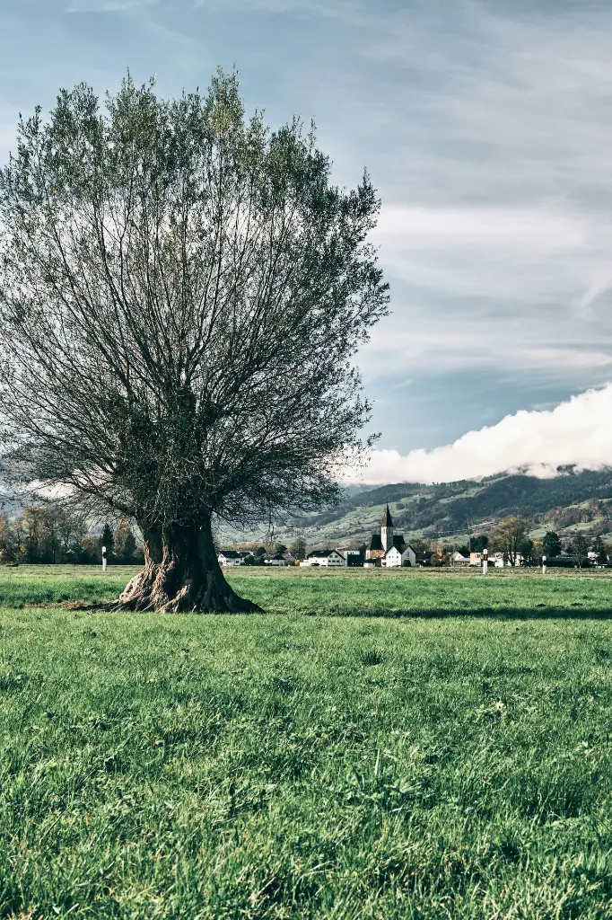 unsplash_JdYt8SqG99A_LIECHTENSTEIN .webp.jpg.jpg.jpg.jpg