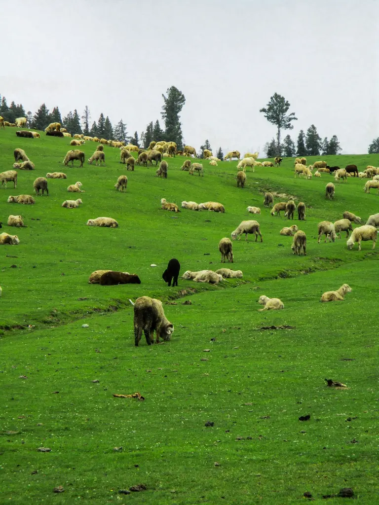 unsplash_5NKp3ozgiqU_Jammu  Kashmir.webp.jpg