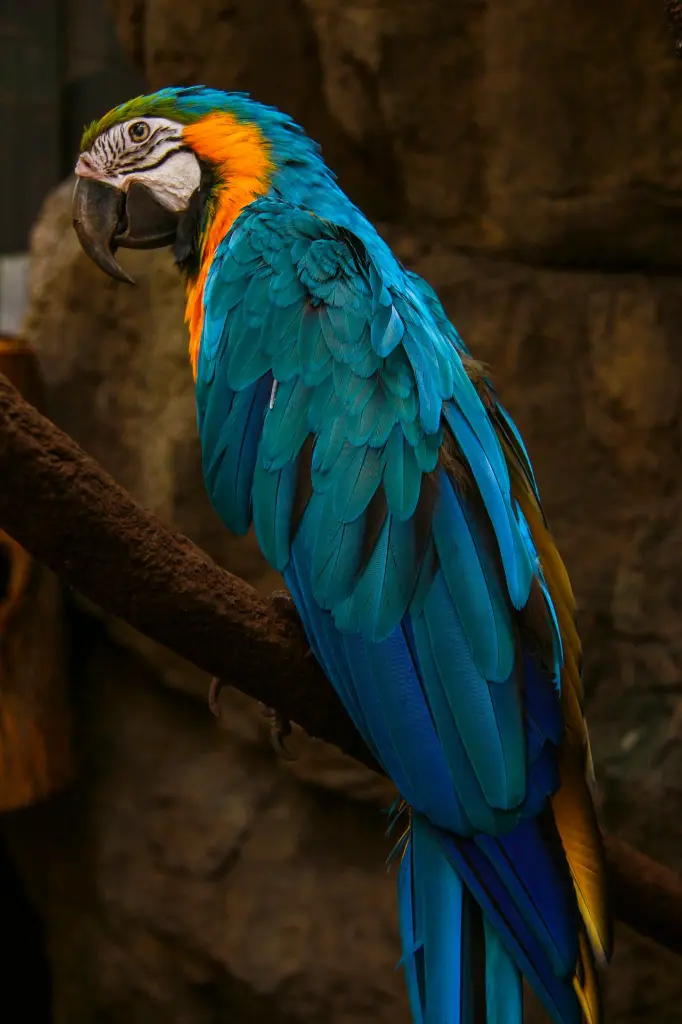 unsplash_n0uRXGaHesY_Parrot.webp