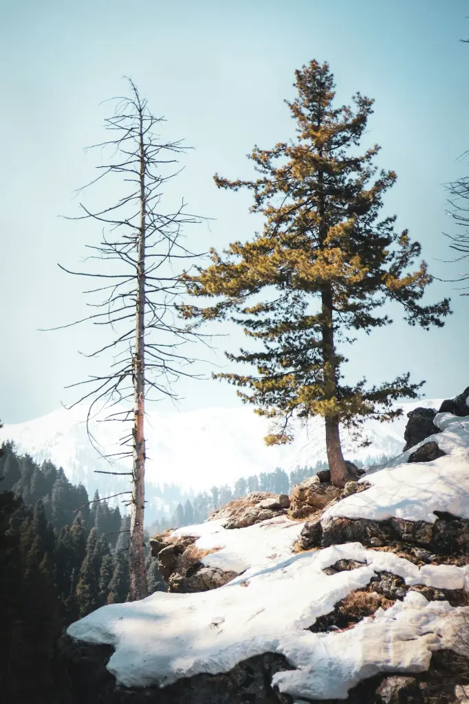 unsplash_ppiT2a8MXjs_Gulmarg.webp
