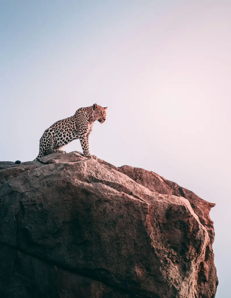 unsplash_wYy3rvvgjAU_South Africa.webp
