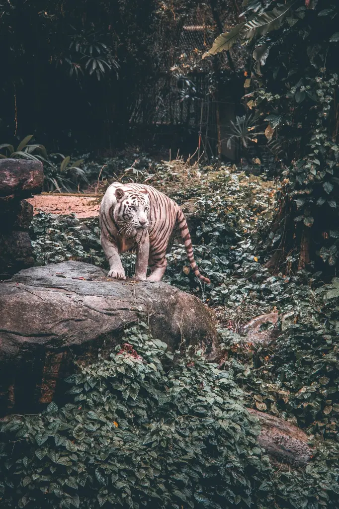 unsplash_PiEcZXGXFuU_Singapore Zoo.webp