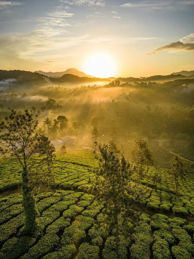 Hospitor : Flavours of Kerela : Kochi : Munnar : Thekkady : Kumarakom : Kovalam : India (1, 0, 0, 0)