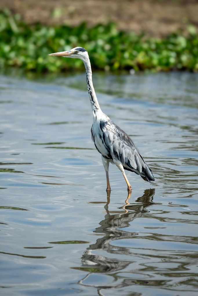 Hospitor : Wildlife Journey In Kenya : Amboseli : Lake Naivasha : Masai Mara  (1, 0, 0, 0)
