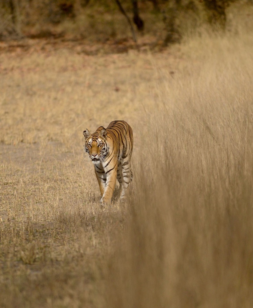 Hospitor : Bandhavgarh Wildlife Tour : Jabalpur : India (1, 0, 0, 0)