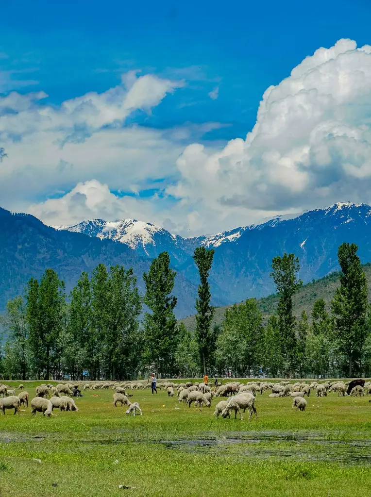 Hospitor : Mini Break at Srinagar : Deluxe Jammu & Kashmir : India  (1, 0, 0, 0)